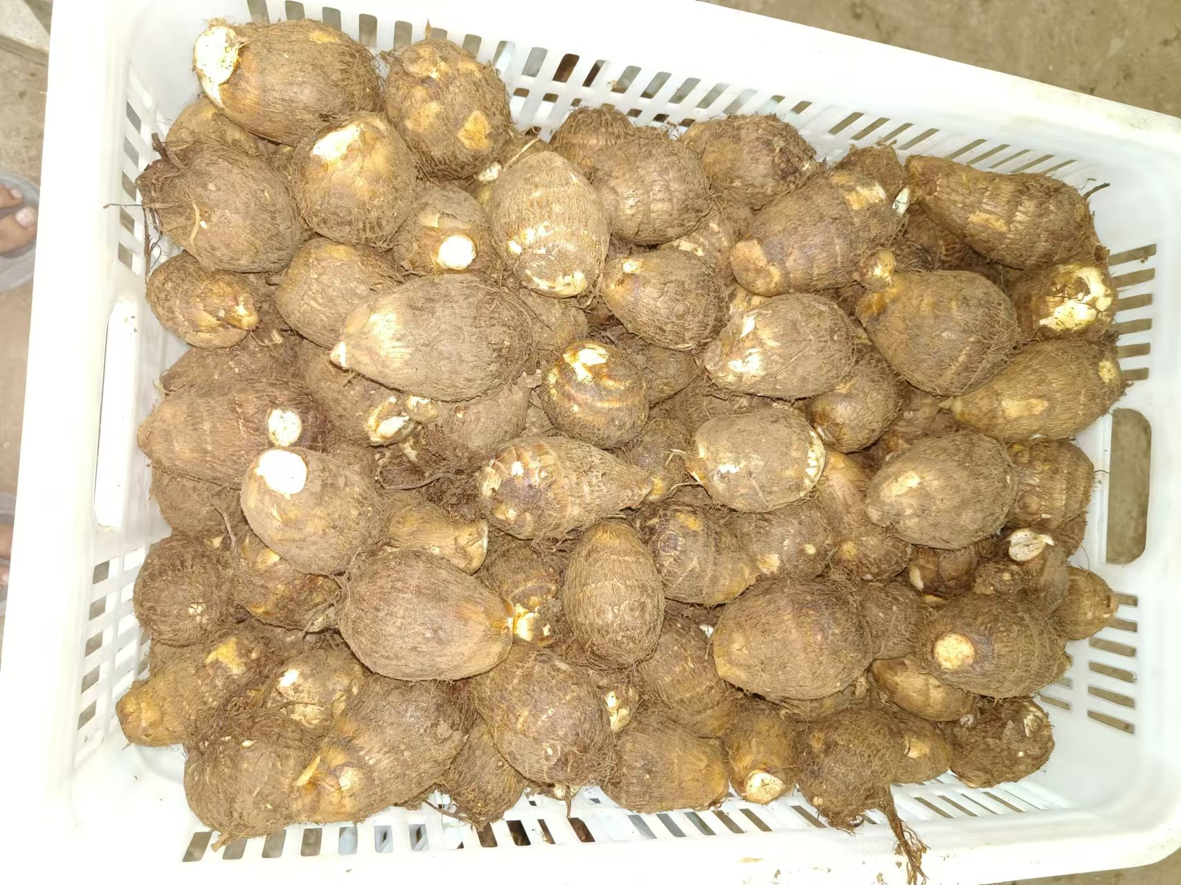 一位厨师正在厨房水槽中使用硬毛刷仔细刷洗表面带有细毛和泥土的毛芋头,水流冲刷下可见泥沙脱落,背景为整洁的料理台面 毛芋头清洗过程