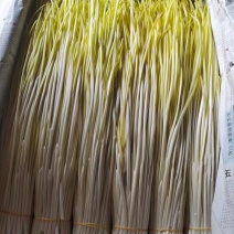 蒜黄产地诚信代办朱山蒜黄一年四季代收代发