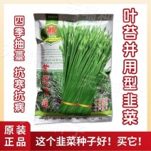 世纪苔韭种子韭苔种子叶台兼用四季抽苔抗寒抗病