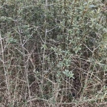 沙棘苗