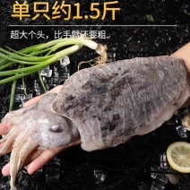 墨鱼