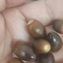小橡果