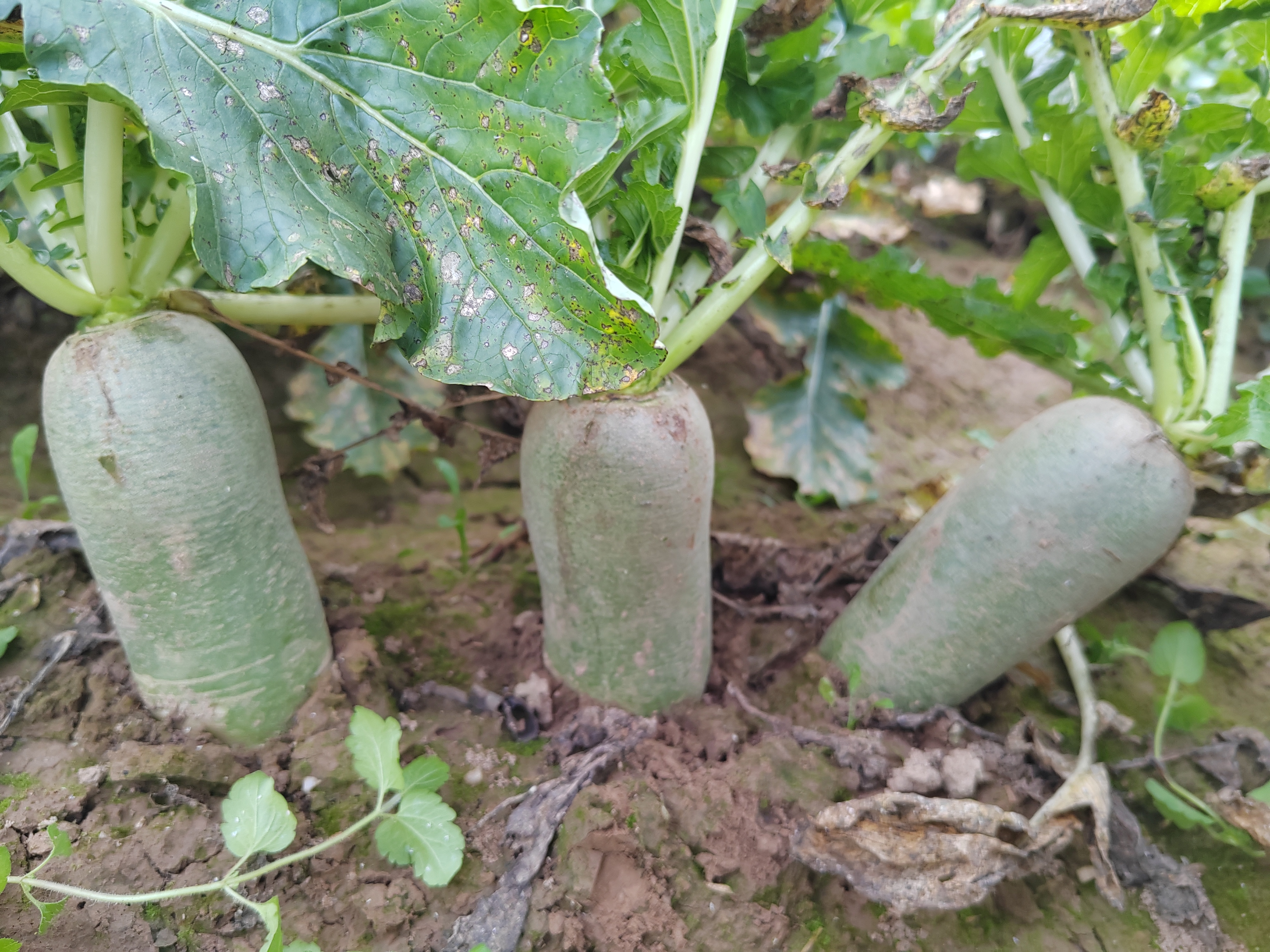 图片显示农民在田间使用手工点播方式种植水果萝卜,手持小锄头开沟,旁边有种子袋和覆土工具,背景为整齐的畦面,配有播种深度(1.5cm)和株行距(10×15cm)标注 水果萝卜播种现场操作示意图