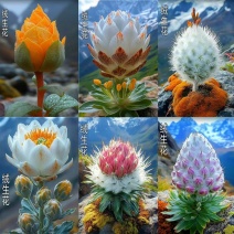 浓香绒花生兰球根盆栽耐寒耐热四季开花室内外阳台花卉