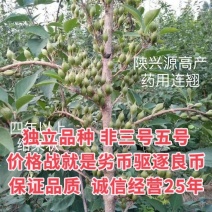 陇县兴源高产药用连翘苗，包技术包回收，大量上市，欢迎选购