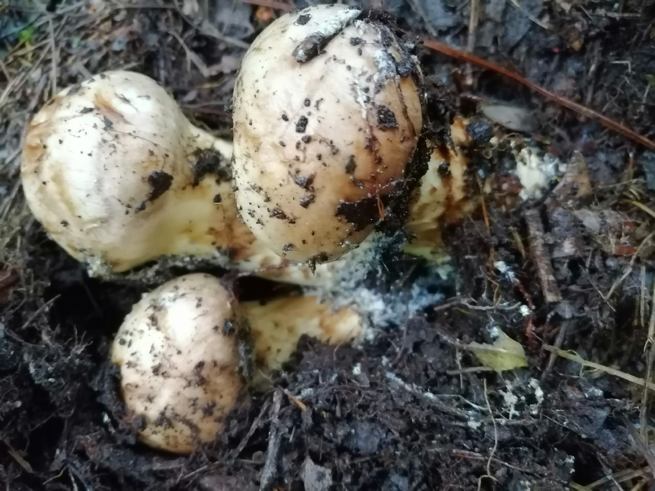 人工培植松茸菇在模拟自然环境中生长,保持其原始风味与营养 培植松茸菇生长环境