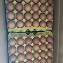 精品鸡蛋红壳蛋品质保证产地直发可视频看货