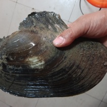 湖北大量河蚌