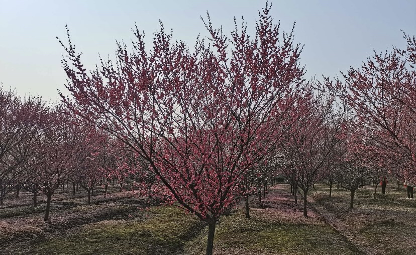 展示红梅树在春季盛开时的实景图,树形美观,花色鲜艳 红梅树春季开花实景图