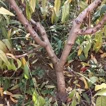 大量出售四千棵桃树