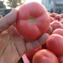 山东菏泽定陶黄店西红柿大量上市，全国代发，货源充足，