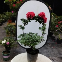 杜鹃花