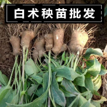 精选白术种苗基地改良白术苗基地直销价格优惠