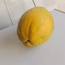 大青木瓜