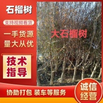 石榴树苗大门口树镇宅树旺宅老桩特大突尼斯软籽盆栽矮化庭院