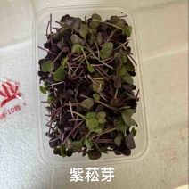 精品菜苗紫菘芽，夏季优选，适用酒店餐饮等