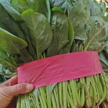 河南滑县大棚菠菜，大量供应电商，商超，社区团购，各大市场