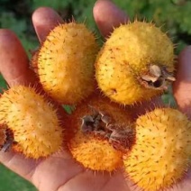 野生刺梨（季节性商）鲜果
