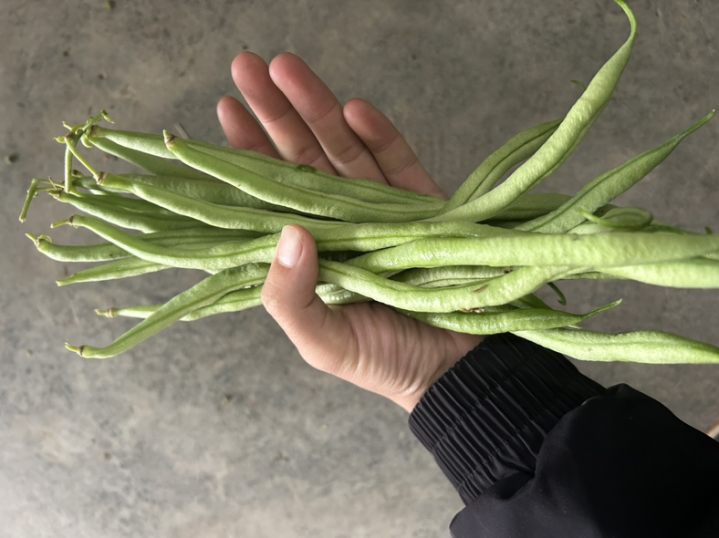 胡萝卜与无筋豆搭配炒制