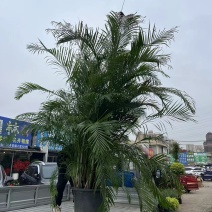 老桩散尾葵
