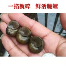 脆螺钓鱼螺钓青鱼钓场传供规格齐全欢迎咨询