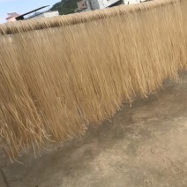 红薯粉丝