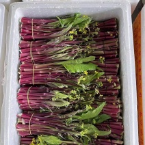 红菜苔