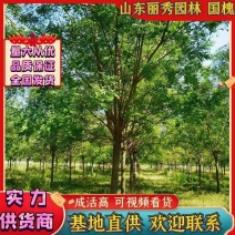 国槐基地直供量大从优成活高规格齐全欢迎联系
