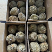 液氮金枕榴莲液氮干尧榴莲树熟液氮果电商果一手货源