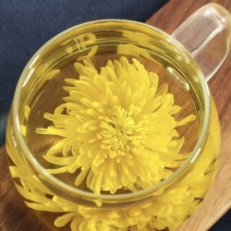 金丝皇菊