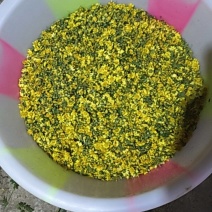 贵州高山野菊花