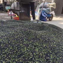 麦冬种孑有想要的连系电话***********