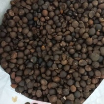 大别山野生霜降油茶果茶籽