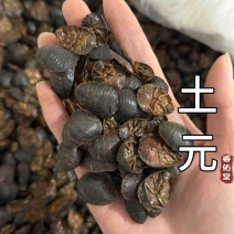 土元土鳖虫干货土元正品土元虫现货药用发货如图