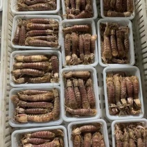 连云港熟冻皮皮虾肉质饱满，欢迎团购微商订制