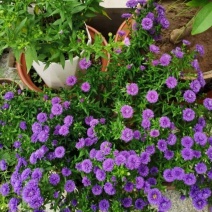 荷兰菊苗盆栽花坛室外阳台种植包成活欢迎来电