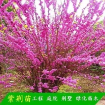 丛生紫荆绿化工程用苗庭院种植苗丛生紫荆3-20分枝