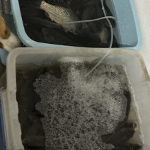 麻鲫70斤