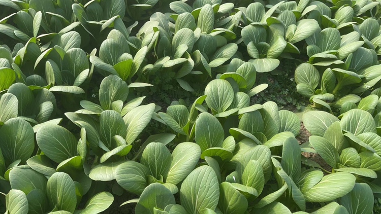 油菜春季种植,每穴定植两株,增强抗寒能力 油菜春季双株定植