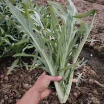 正宗博白甜麦菜