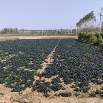 精品泡泡清产地一手货源现挖现发质量保证欢迎咨询！