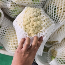 四川成都松花菜大量上市，主要以80天到100天小米花