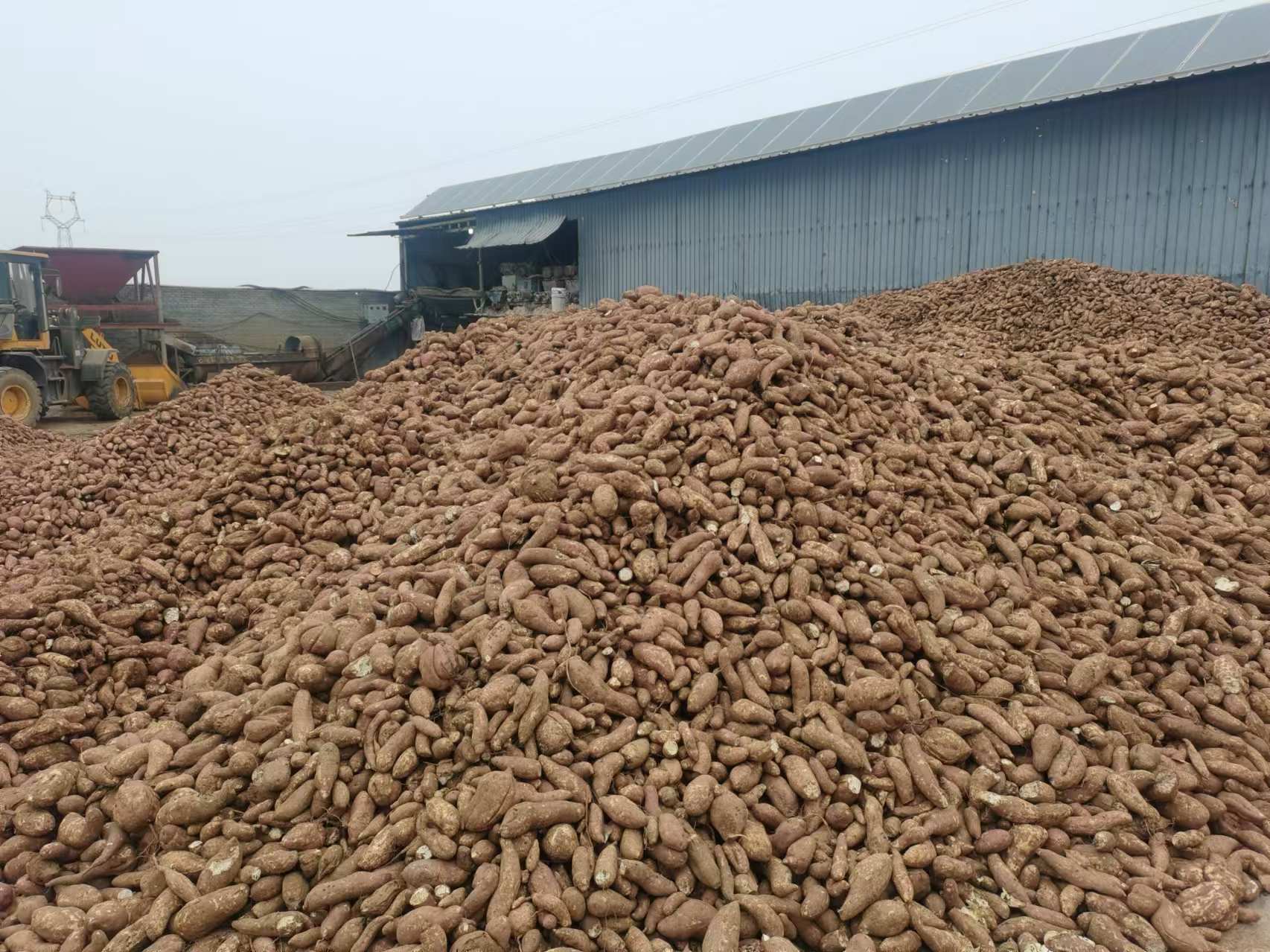 烟薯25出粉率展示图