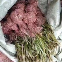 苦草