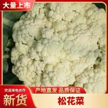 【河南菜花】通许菜花/白面青梗松花菜/产地货源/全国发货