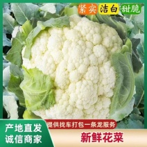 【精品菜花】通许菜花/开封松花菜/产地货源/全国发货