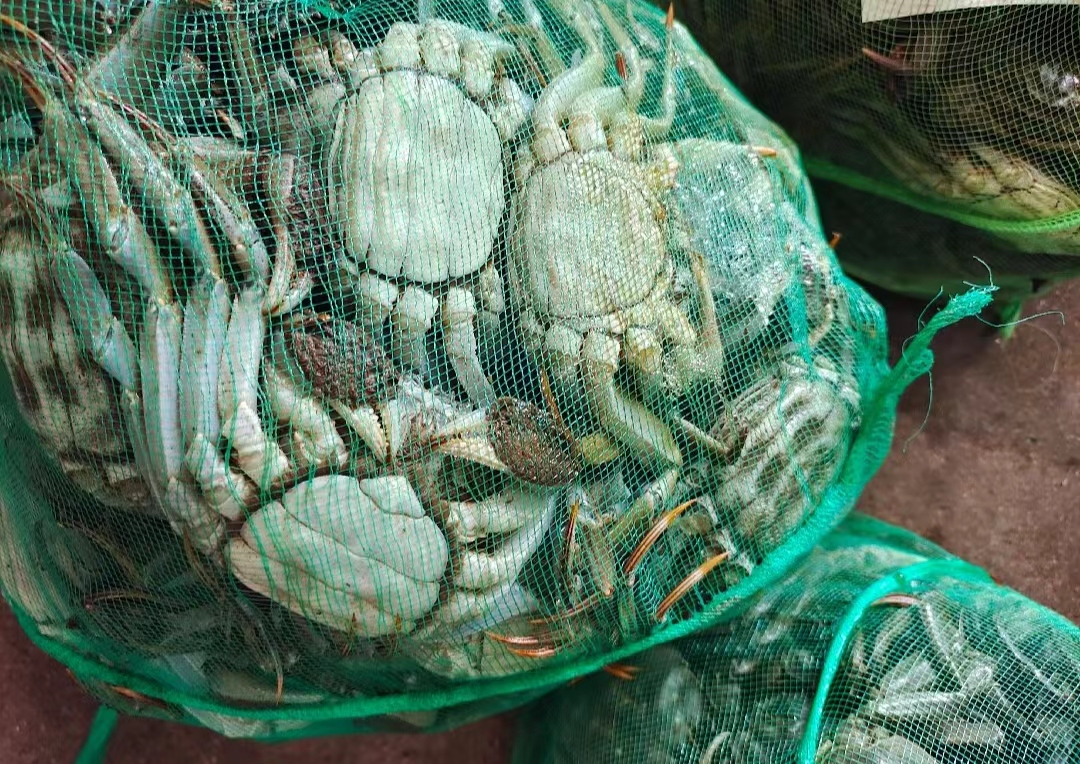 大闸蟹新鲜度判断