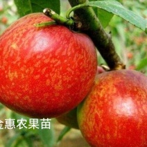 【包邮】山东桃苗黄金油桃苗早熟品种（中油系）