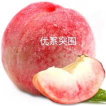 【包邮】突围优系桃苗、果肉脆甜耐储运