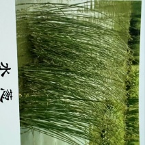 水葱